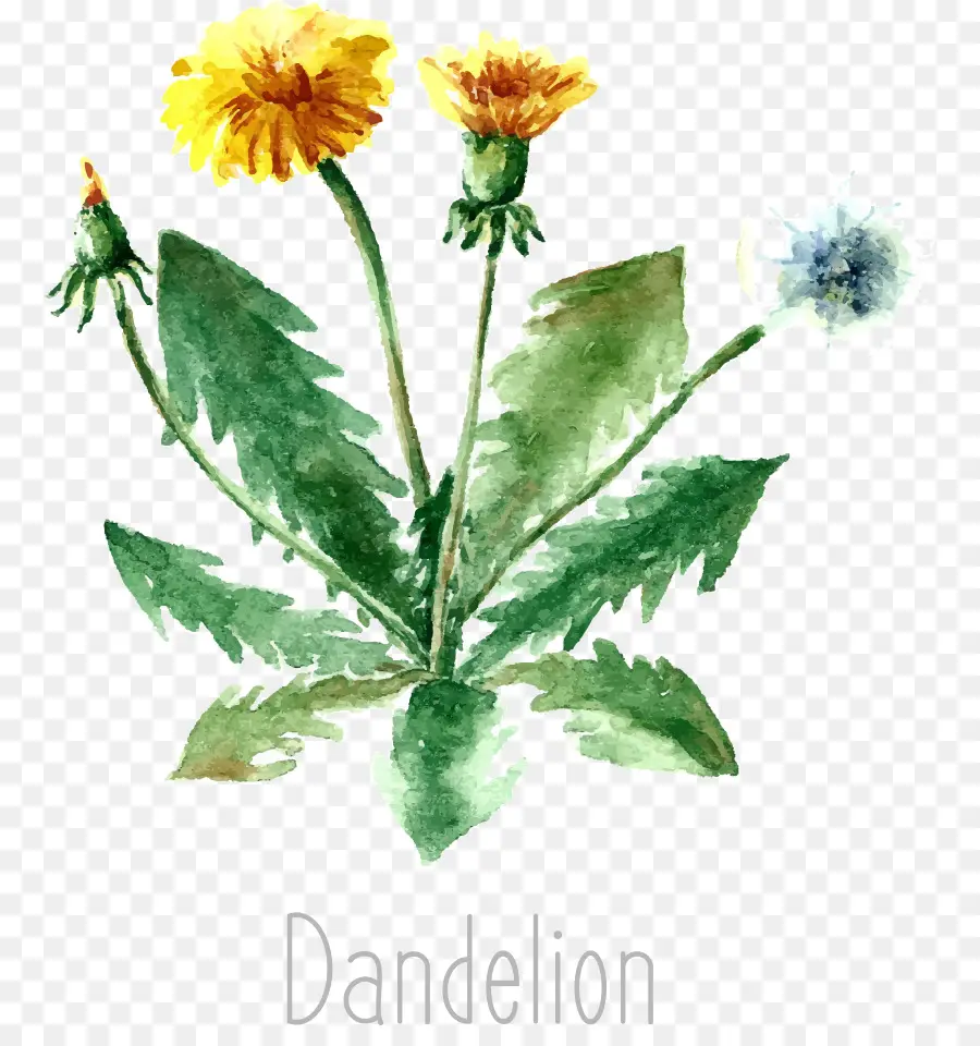 Diente De León，Flor PNG