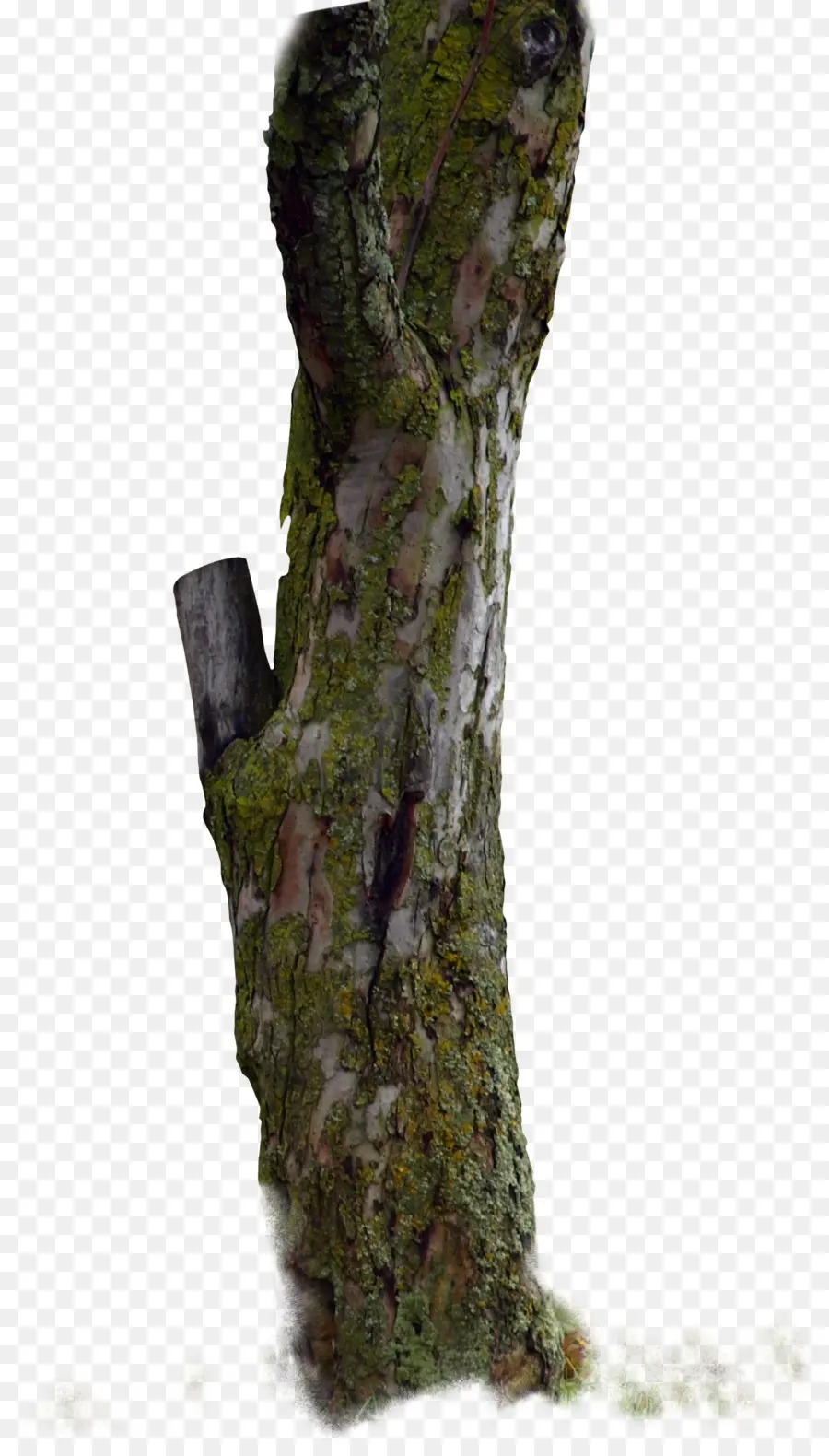 Tronco，árbol PNG