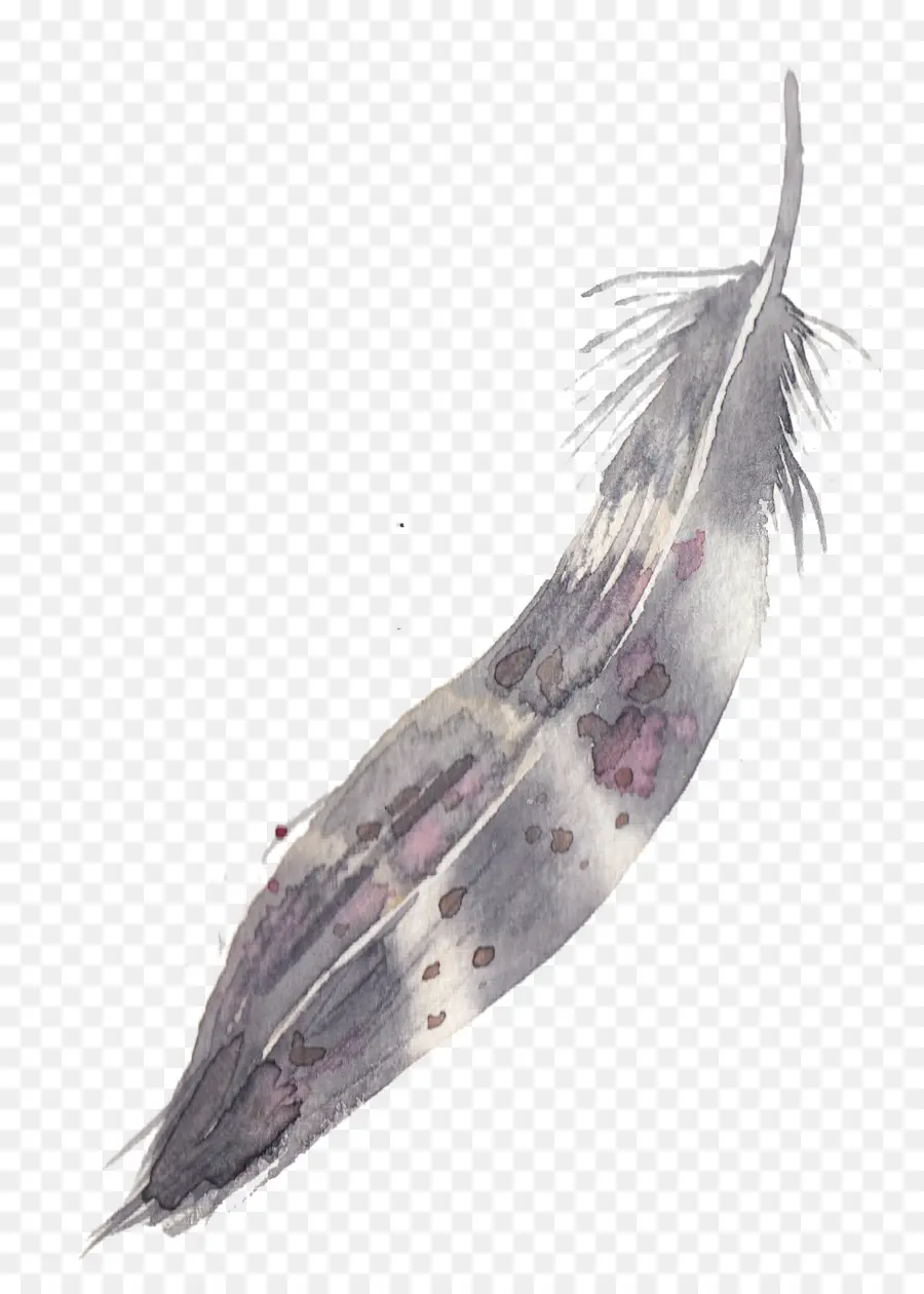 Pluma，Pájaro PNG