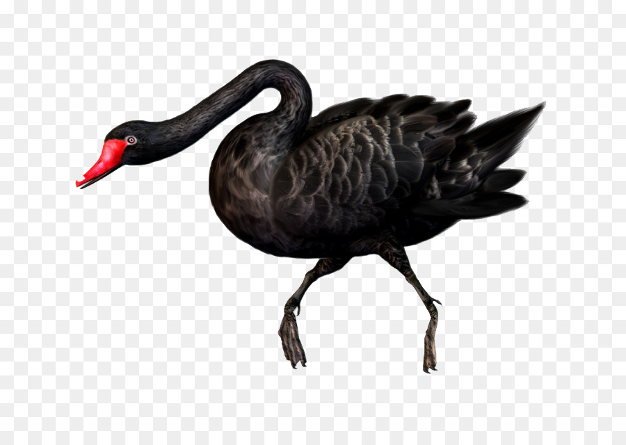 Cisne Negro，Pájaro PNG