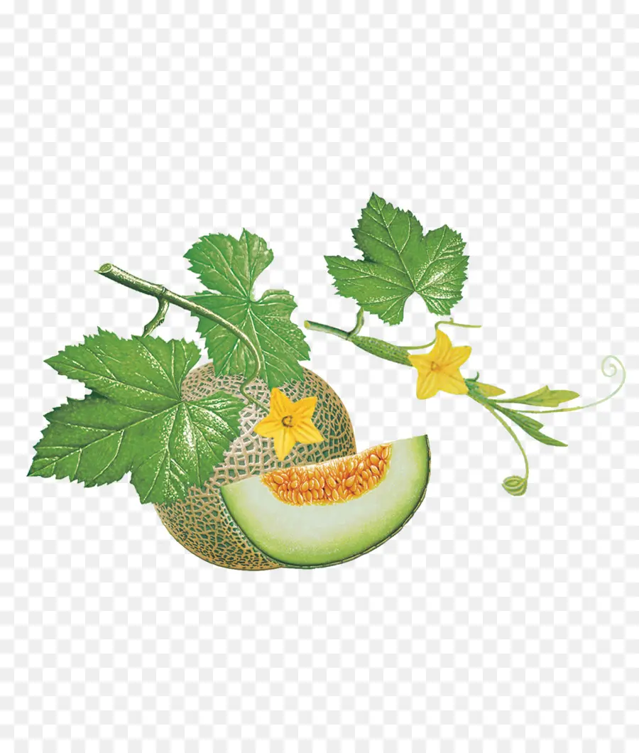 Fruta，Durazno PNG