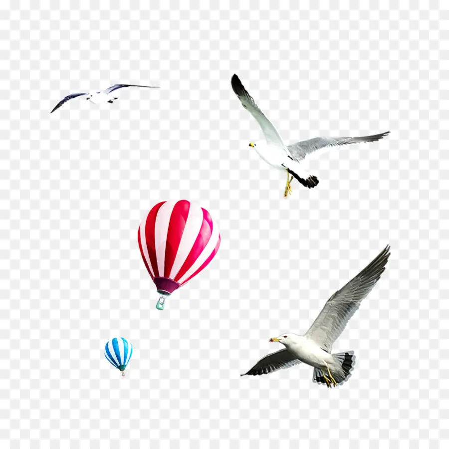 Globo Aerostático，Gaviotas PNG