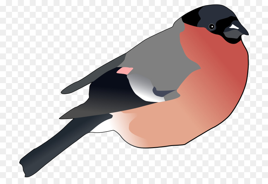 Finch，Camachuelo PNG