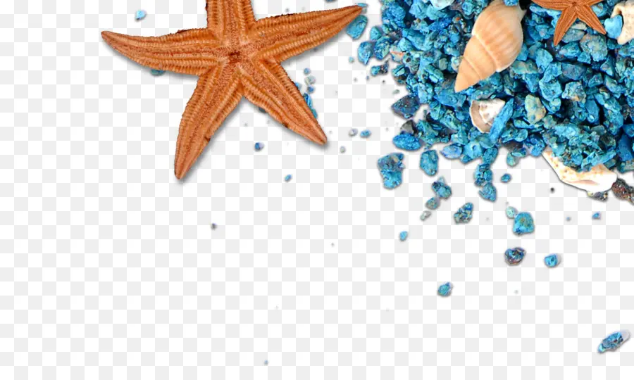 Estrella De Mar Y Piedras Azules，Mar PNG