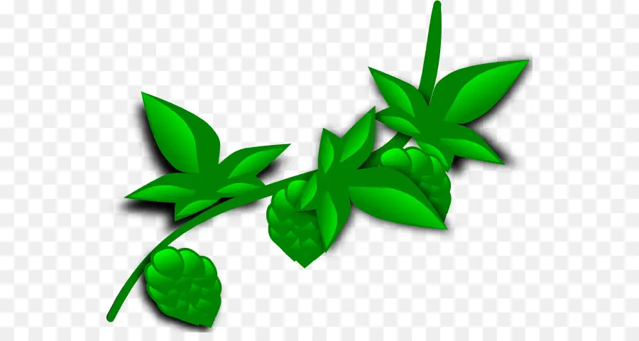 Planta，Coca PNG