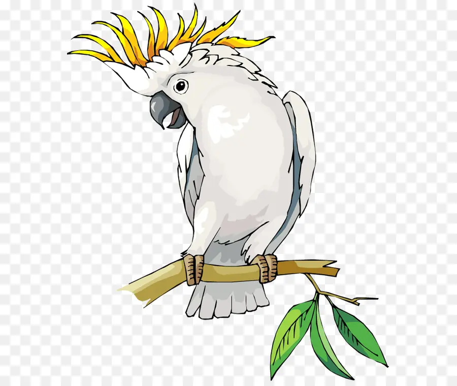 Cacatúa，Loro PNG