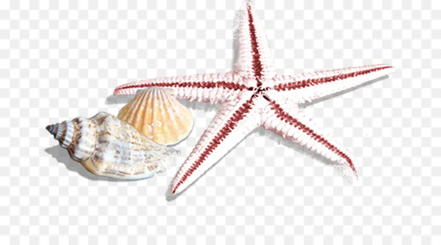 Concha，Estrella De Mar PNG