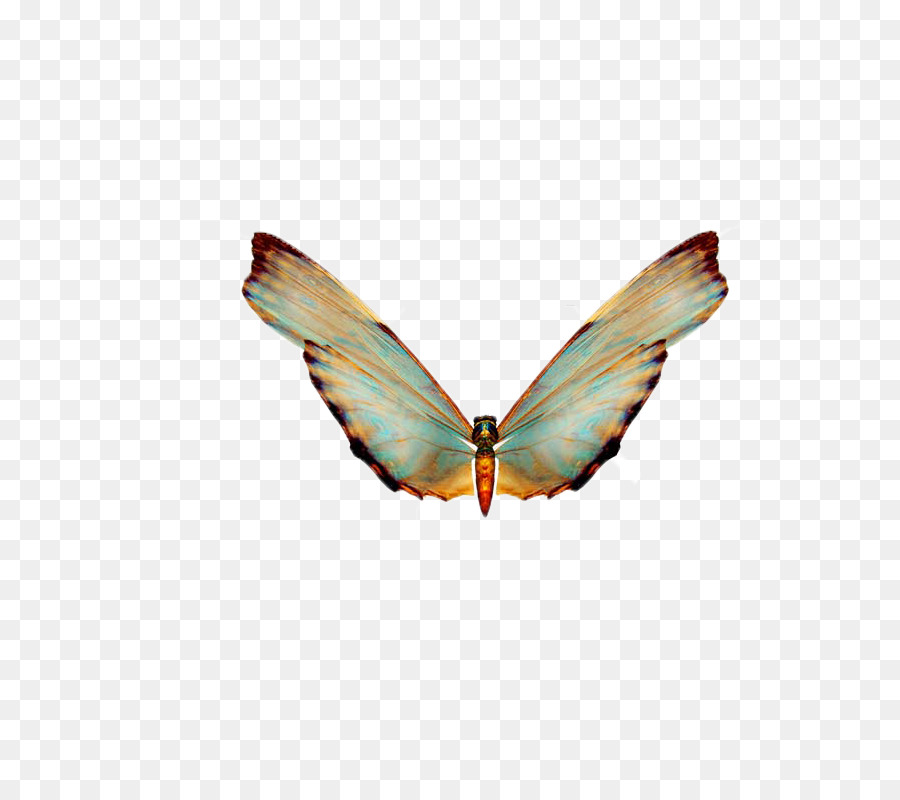 Mariposa，Descargar PNG