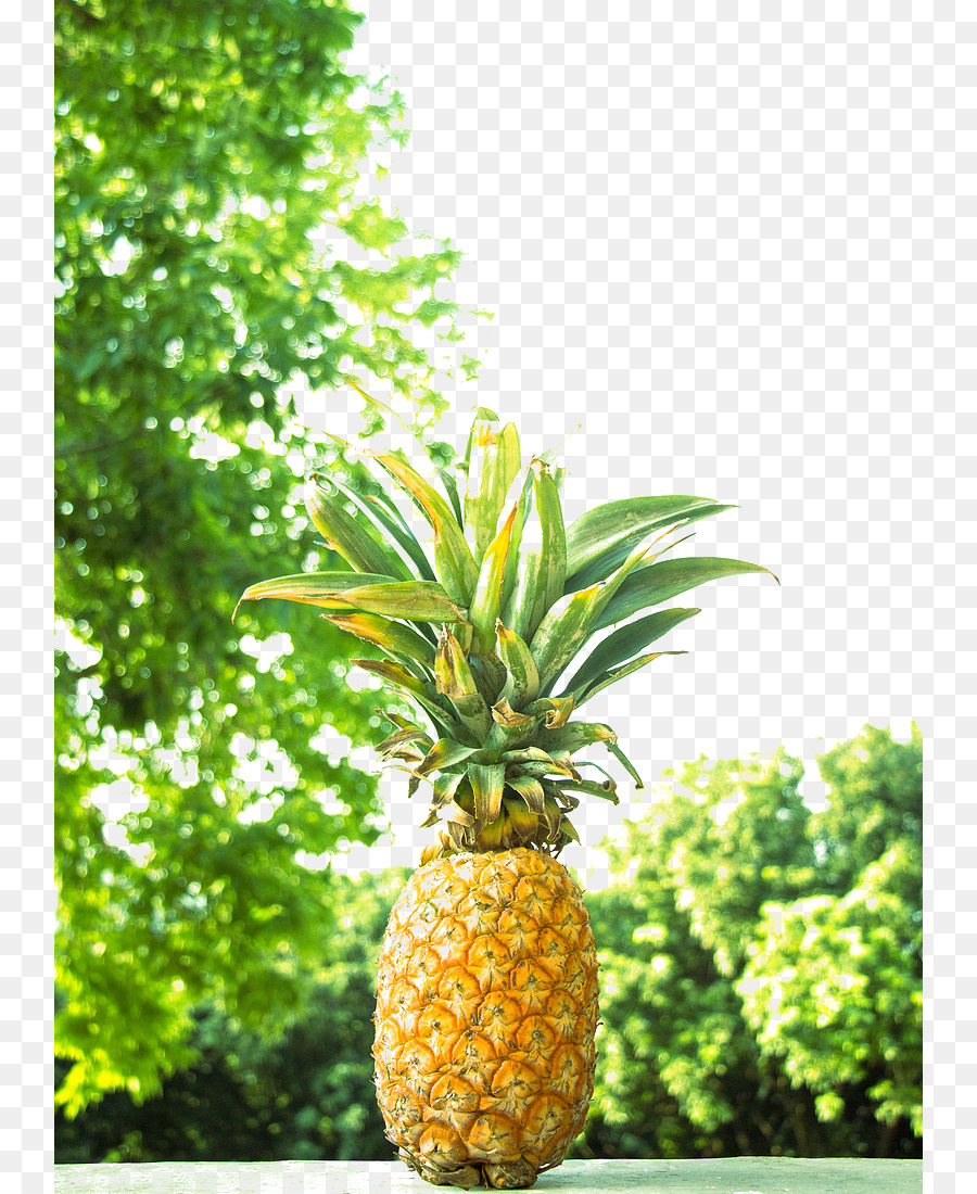 Piña，Tropical PNG