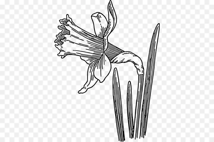 Narciso，Planta PNG