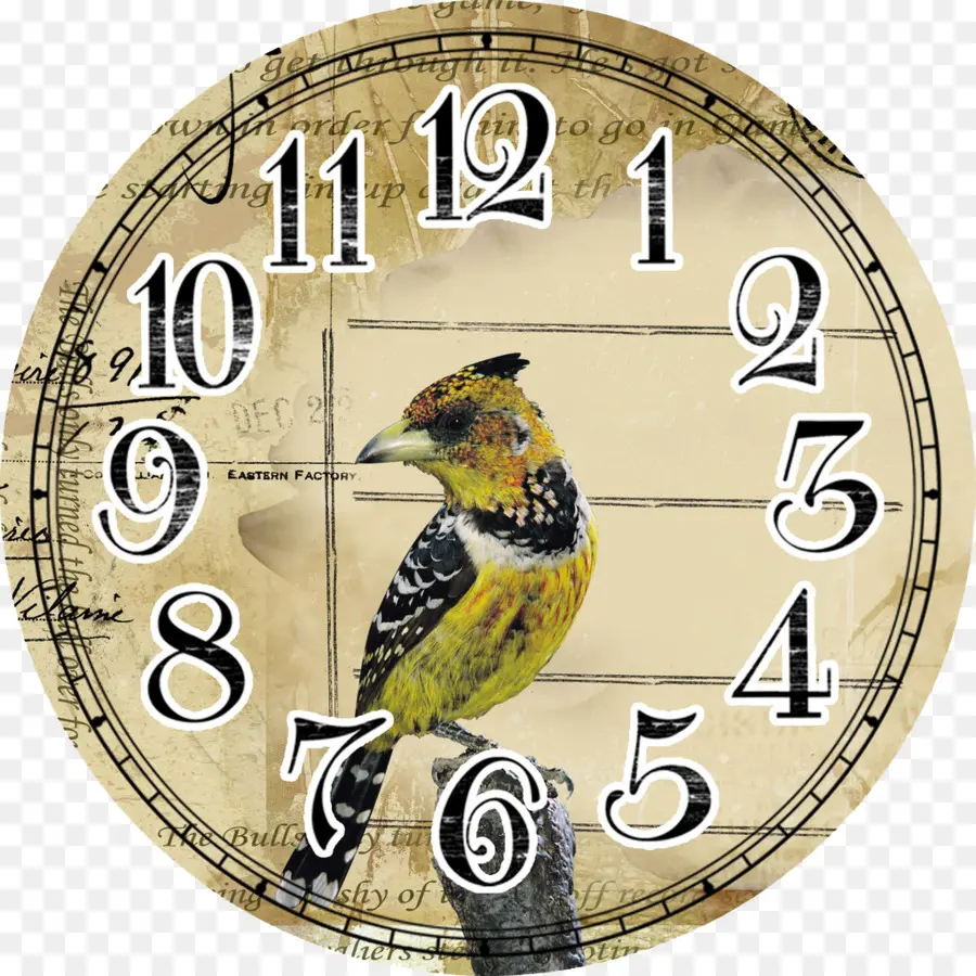 Reloj，Pájaro PNG