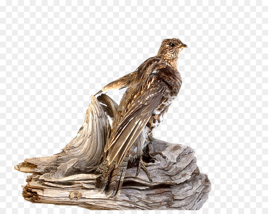 Pájaro En Madera，Naturaleza PNG