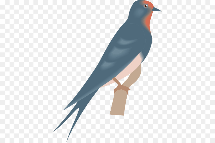 Pájaro，Plumas PNG