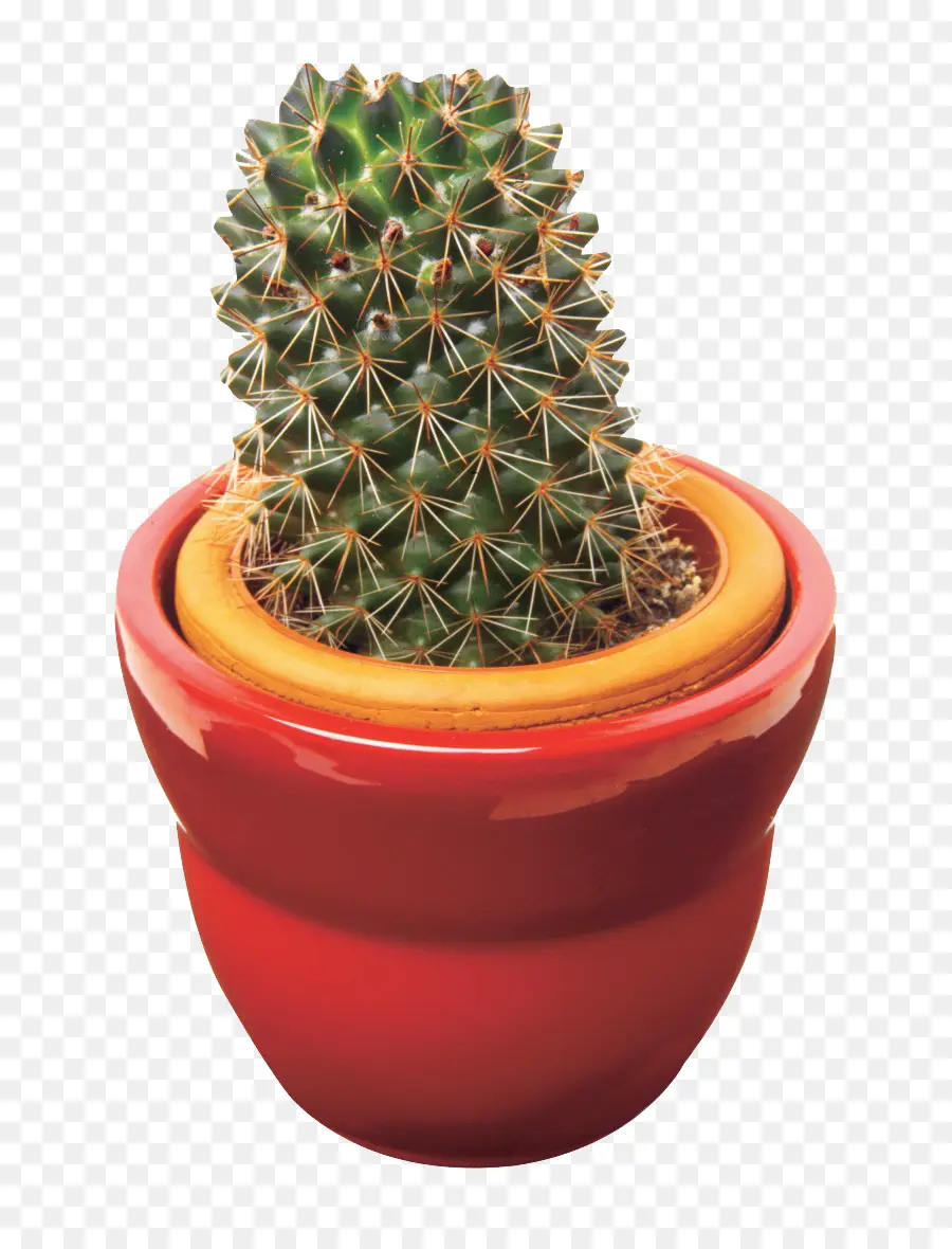 Cactaceae，Planta Suculenta PNG