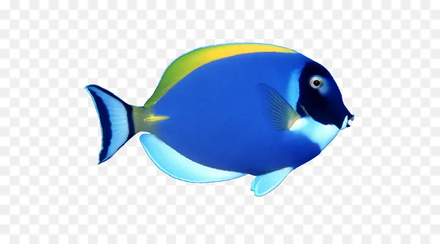 Los Peces，Resolución De La Pantalla PNG