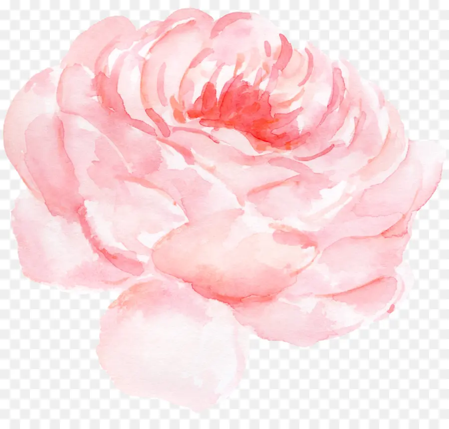 Papel，Rosas Centifolia PNG