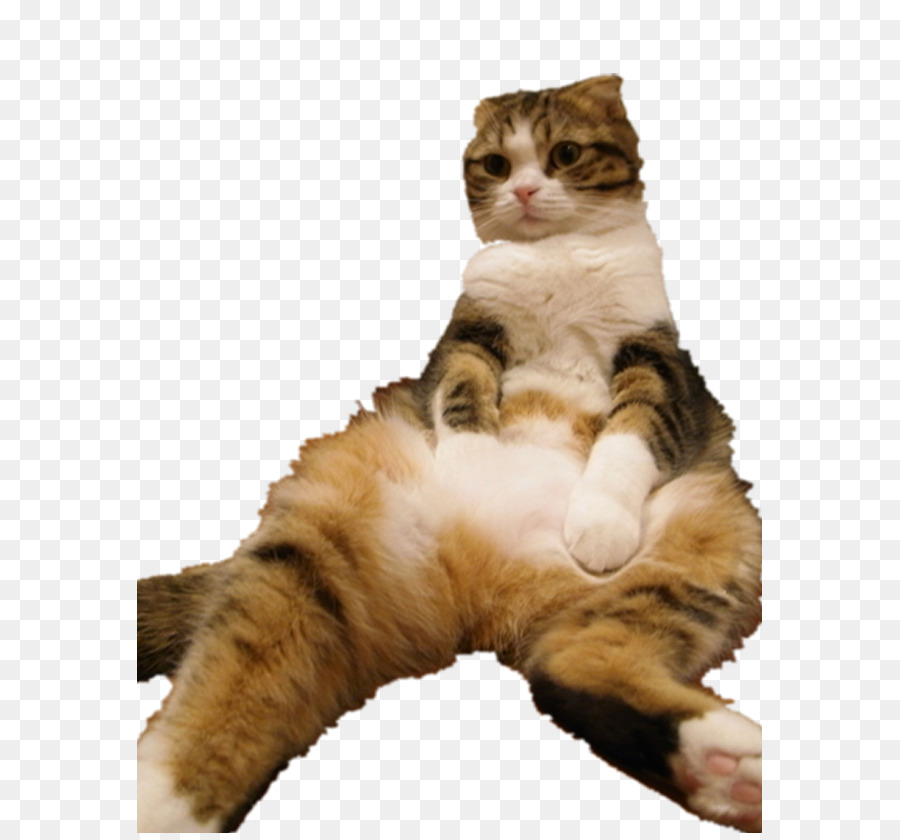 Gato，Mascota PNG