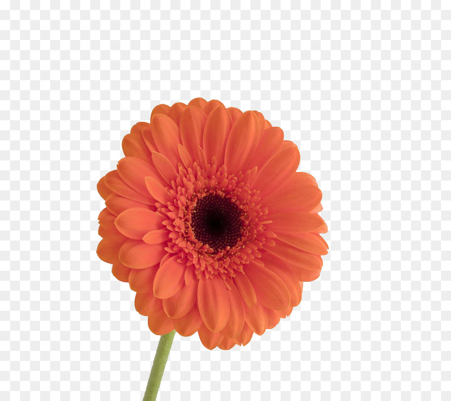 Flor，Florecer PNG