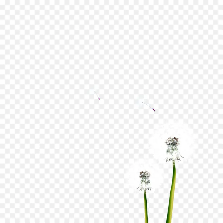 Diente De León，Planta PNG