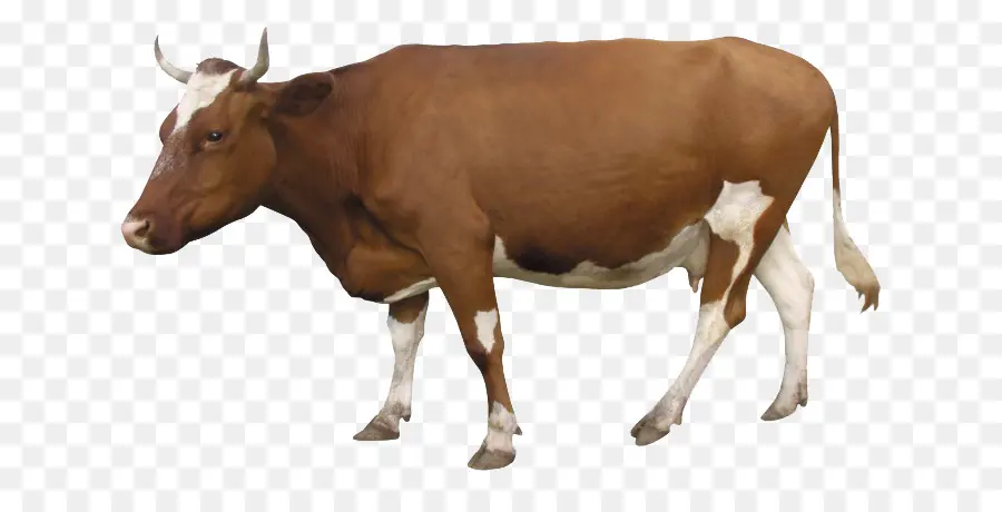 Vaca，Granja PNG