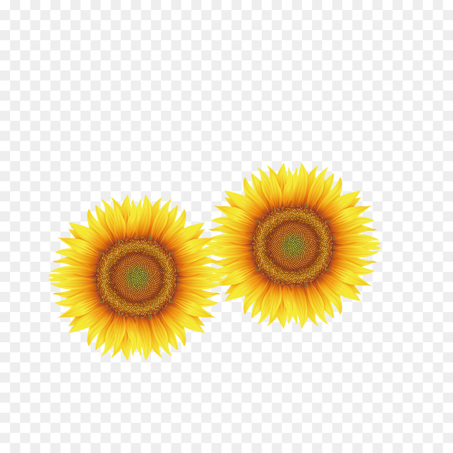 Amarillo，Primer Plano PNG