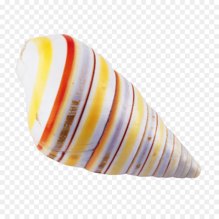 Concha，Caracol De Mar PNG