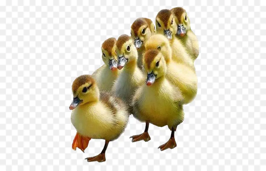 Patitos，Lindo PNG