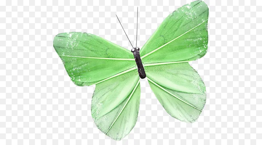 Mariposa Verde，Alas PNG