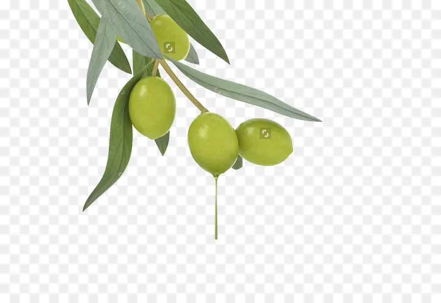 Aceitunas Verdes，Rama PNG