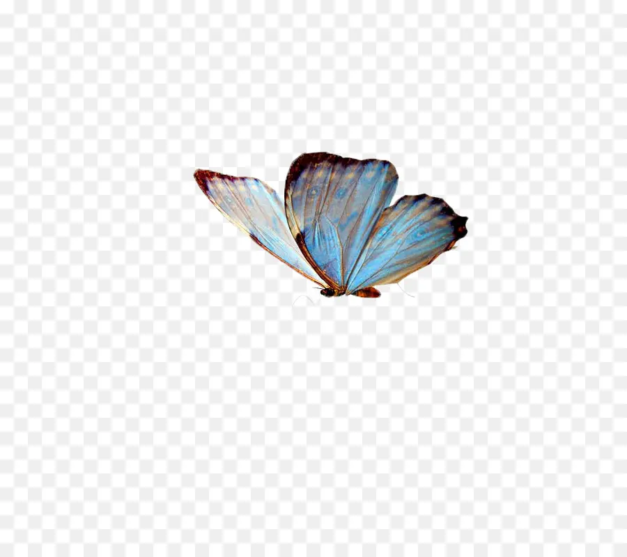 Mariposa，Azul PNG