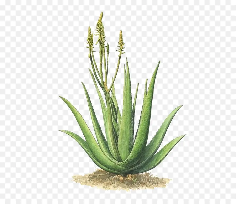 Aloe Vera，Planta PNG