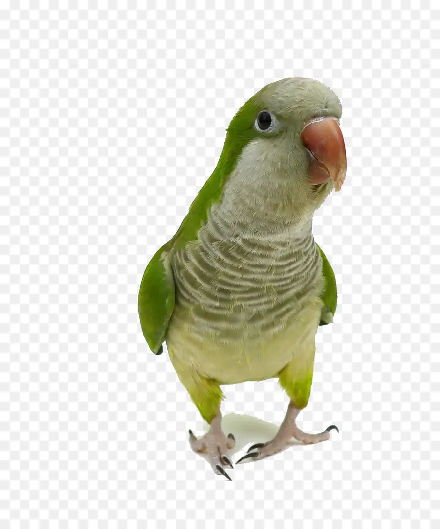 Cotorra，Parrot PNG