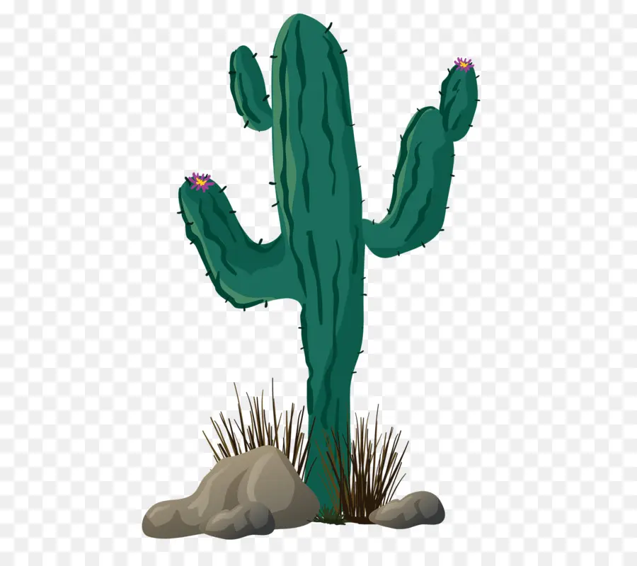 Cactus，Verde PNG