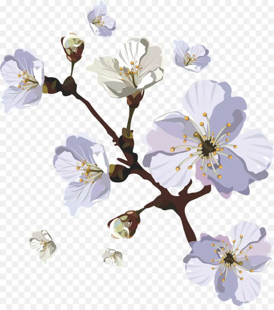 Flor，De Los Cerezos En Flor PNG