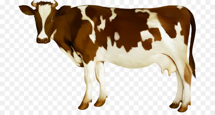 Ganado Holstein Friesian，El Ganado Simmental PNG