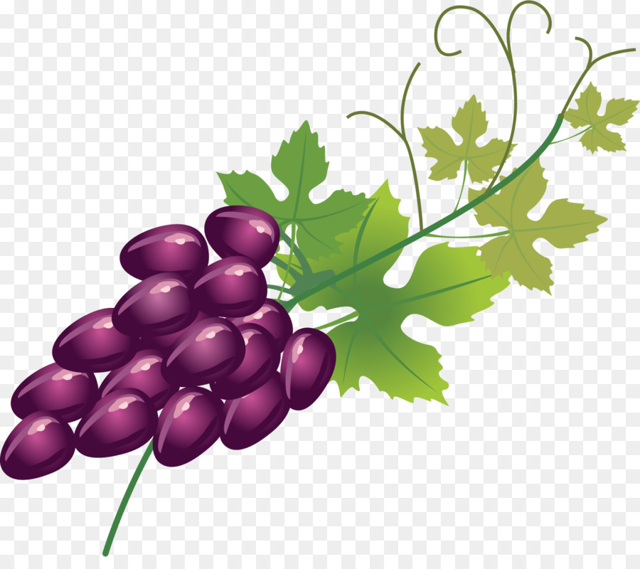 Uvas Rojas，Enredadera PNG