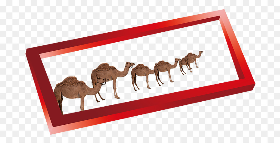 Camellos，Desierto PNG