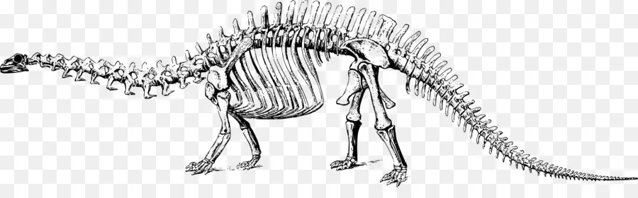 Brontosaurus，Apatosauro PNG