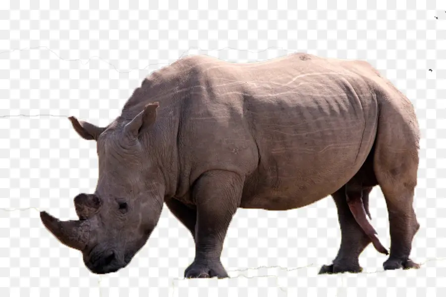 El Rinoceronte，U7280u89d2 PNG
