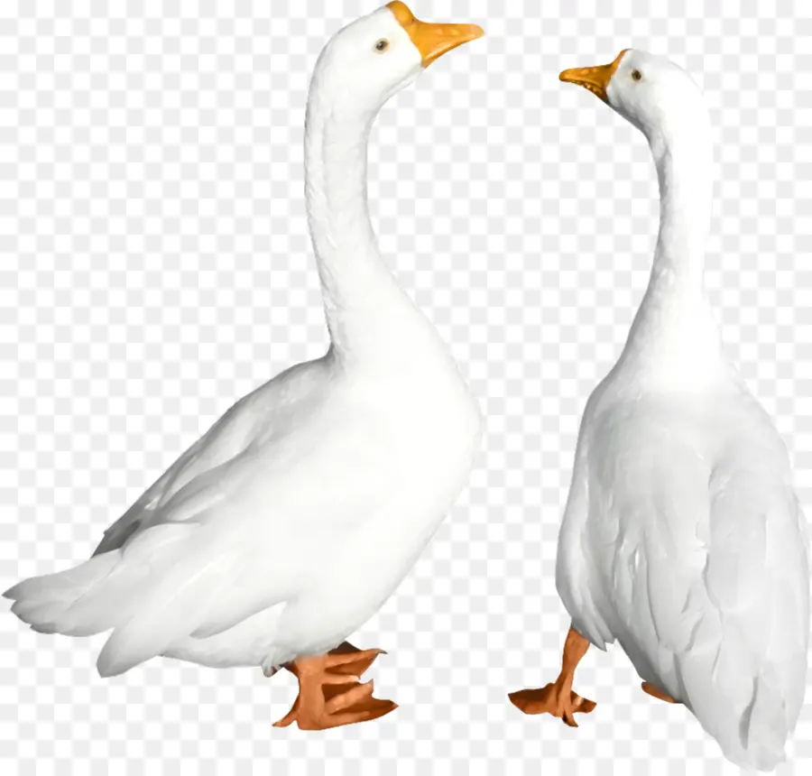 Pato，Ganso PNG