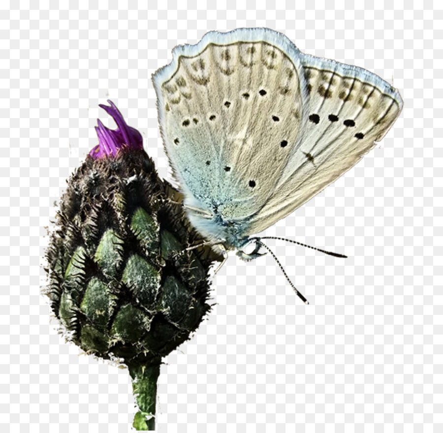 Mariposa，Flor PNG