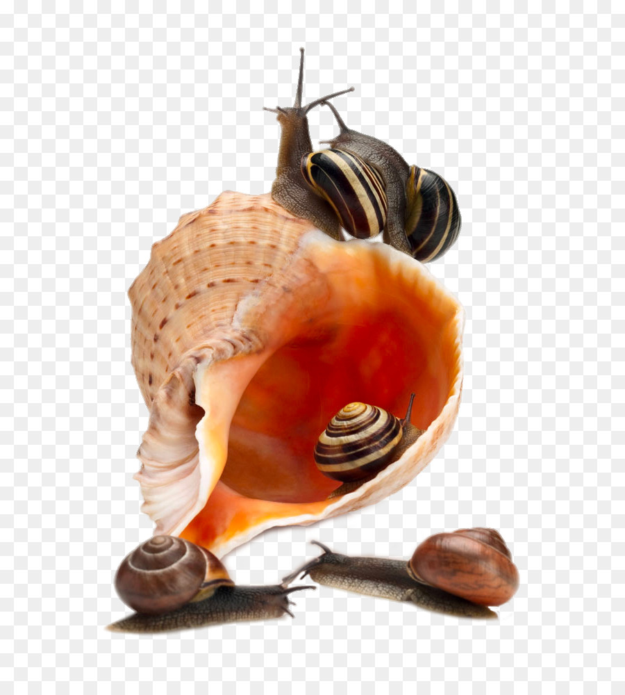 Caracol，Caparazón PNG