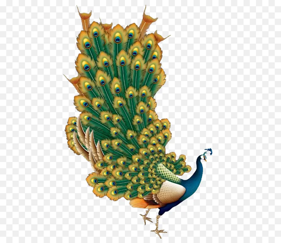 Pavo Real，U846cu82b1u8a5e PNG