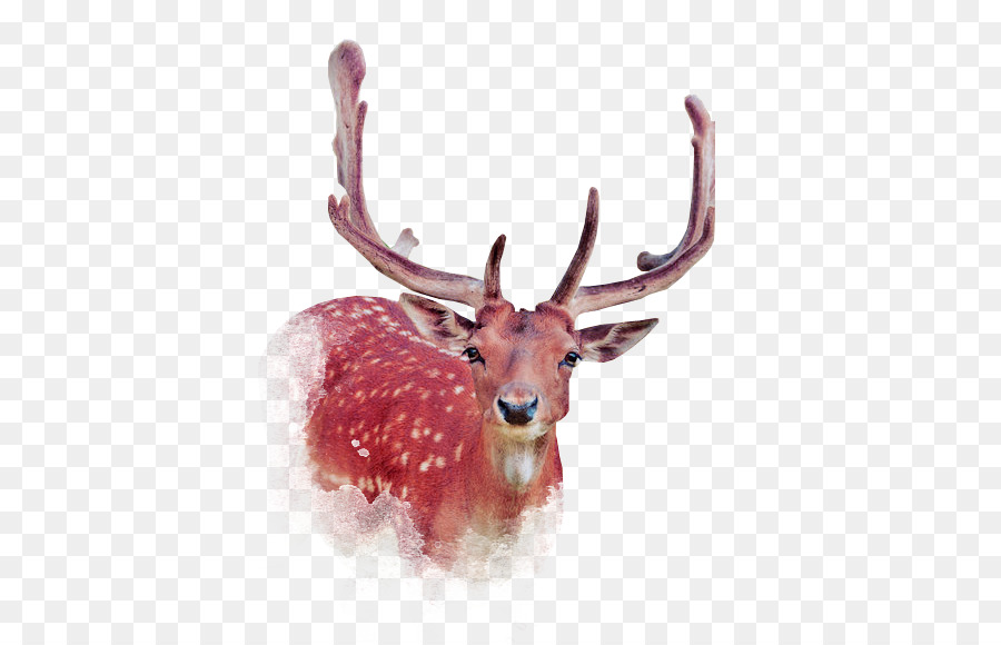 Deer，Descarga PNG