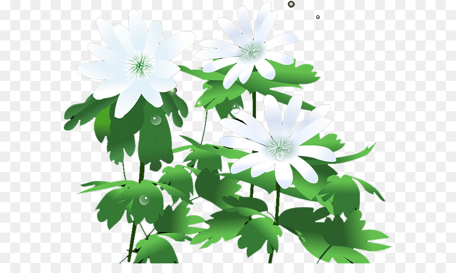 Flores Blancas，Hojas Verdes PNG