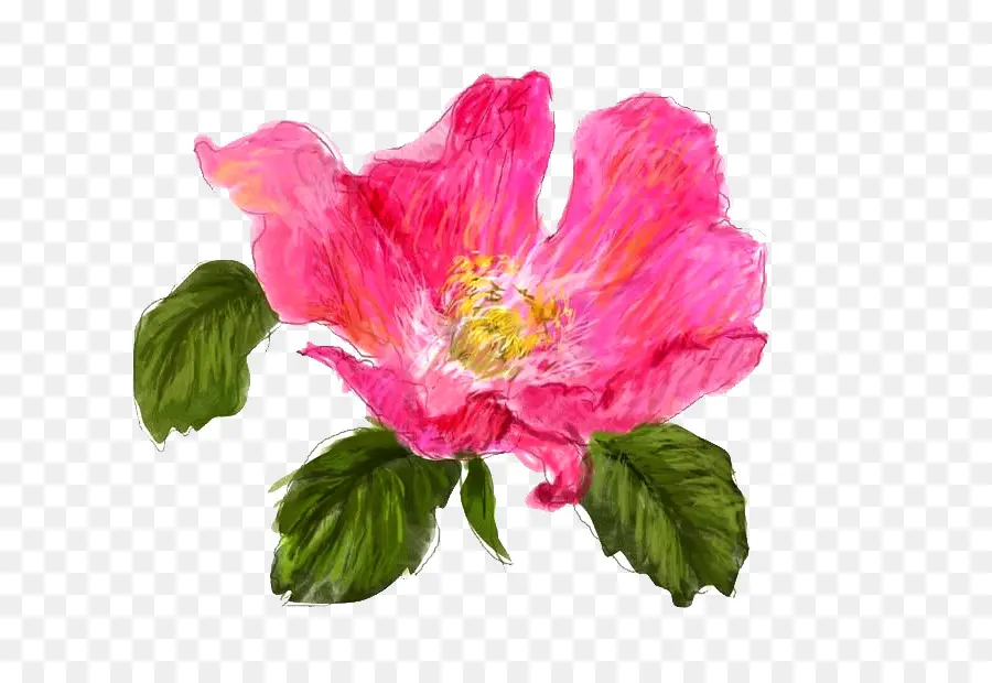 Camelia Japonesa，Dibujo PNG