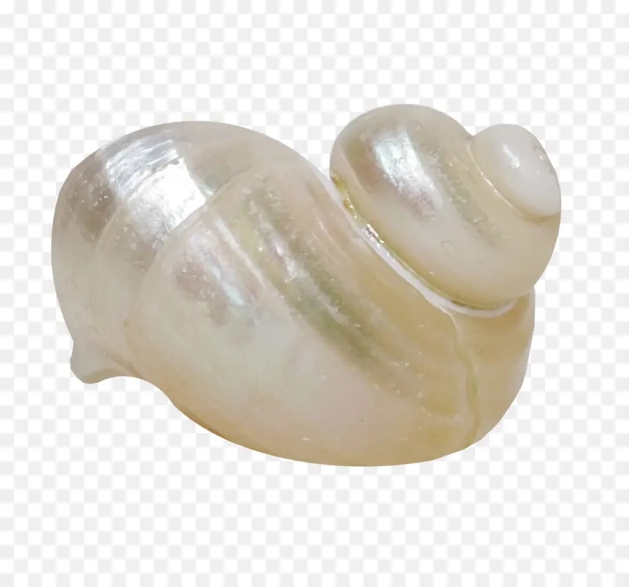 Caracol De Mar，La Concha PNG