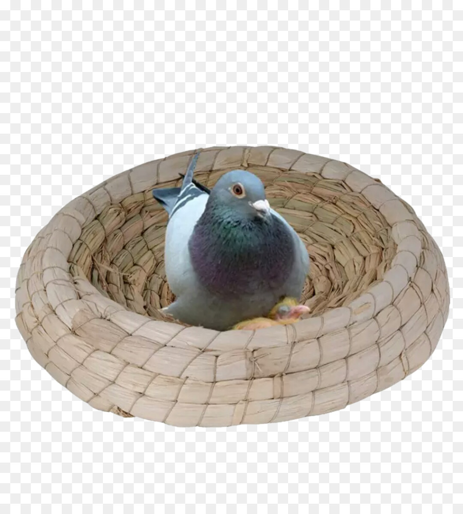 Pájaro，Budgericar PNG