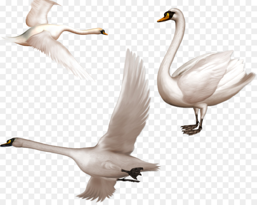 Cisne，Blanco PNG