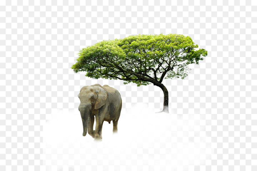 Elefante Y árbol，Animal PNG